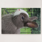 Neitherland Zwarf Pet Bunny Rabbit Jigsaw Puzzle (Horizontal)