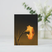 Nelke 2 postkarte (Stehend Vorderseite)