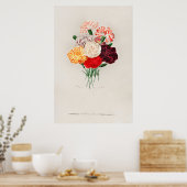 Nelke (Dianthus caryophyllus) Poster (Küche)