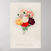 Nelke (Dianthus caryophyllus) Poster (Vorne)