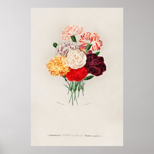 Nelke (Dianthus caryophyllus) Poster (Vorne)