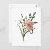 Nelke (Dianthus caryophyllus) von Redouté Postkarte (Vorne/Hinten)