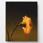 Nelke Fotoplatte (Vorderseite)