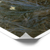 Nelke, Lily, Lily, Rose, John Singer Sargent Poster (Ecke)