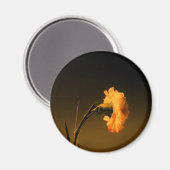Nelke Magnet (Vorderseite/Rückseite)