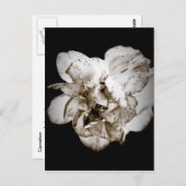 Nelke Postkarte (Vorne/Hinten)