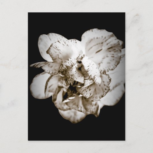 Nelke Postkarte (Vorderseite)