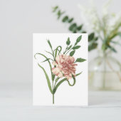 Nelke Postkarte (Stehend Vorderseite)