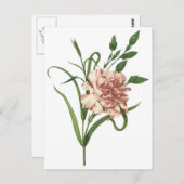 Nelke Postkarte (Vorne/Hinten)