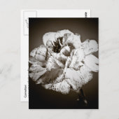 Nelke Postkarte (Vorne/Hinten)