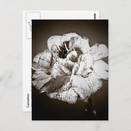 Nelke Postkarte (Vorne/Hinten)