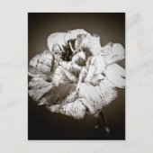 Nelke Postkarte (Vorderseite)