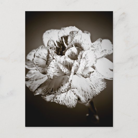 Nelke Postkarte (Vorderseite)