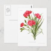 Nelke 'Queen' Postkarte (Vorne/Hinten)