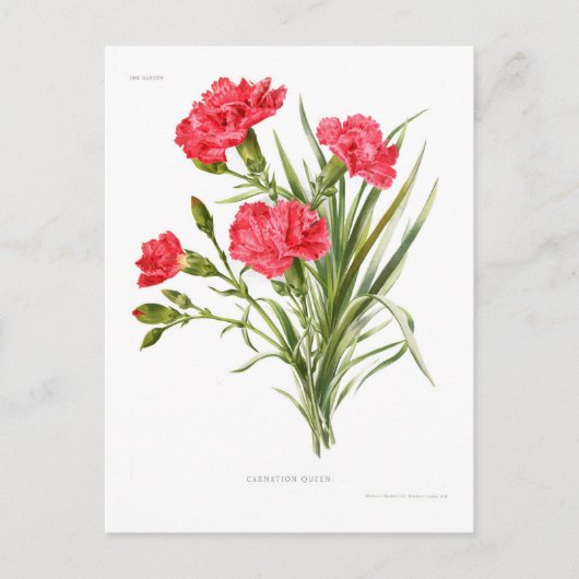 Nelke 'Queen' Postkarte (Vorderseite)