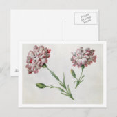 Nelken (ohne Papier) Postkarte (Vorne/Hinten)