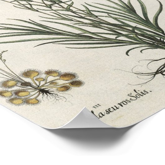 Nelken Poster (Ecke)