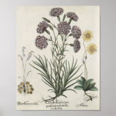 Nelken Poster (Vorne)