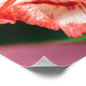 Nelken und Gerbere Poster (Ecke)