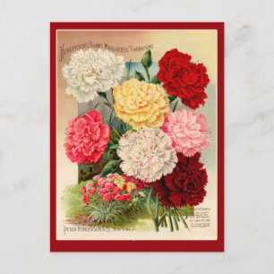 Nelken Vintage-Samenpackungs-Kunst auf Karten