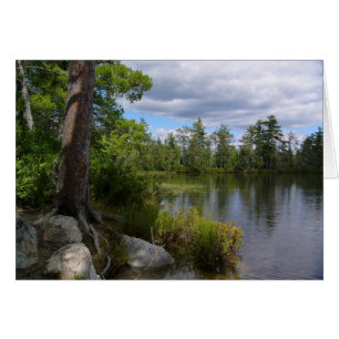 Nelligasee