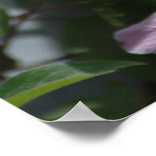 Nelly Moser Clematis 2009 Poster (Ecke)