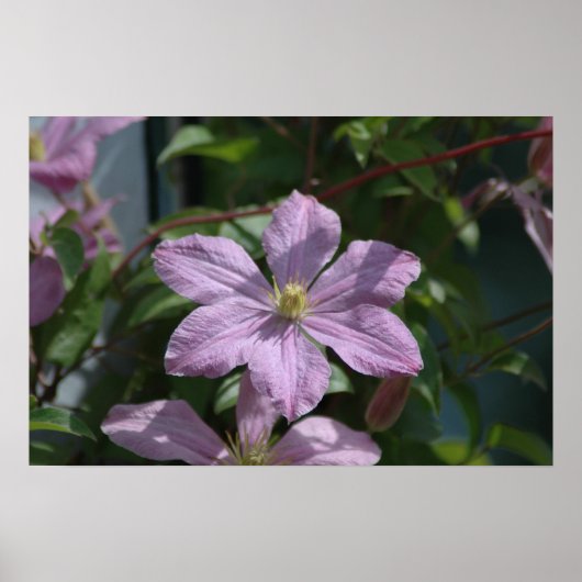 Nelly Moser Clematis 2009 Poster (Vorne)