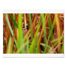 Nelsons Sparrow pinkelt durch Cattails