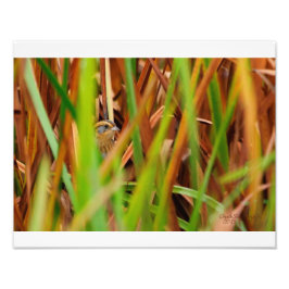Nelsons Sparrow pinkelt durch Cattails Fotodruck