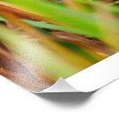 Nelsons Sparrow pinkelt durch Cattails Fotodruck (Ecke)