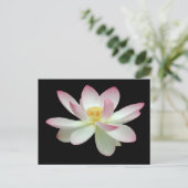 Nelumbo nucifera postkarte (Stehend Vorderseite)