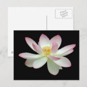 Nelumbo nucifera postkarte (Vorne/Hinten)
