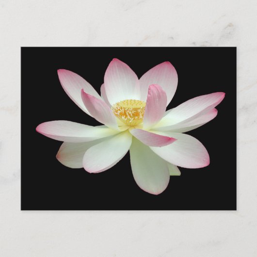Nelumbo nucifera postkarte (Vorderseite)