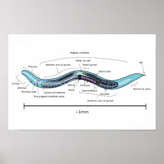 Nematode Hermaphrodite Caenorhabditis elegans Poster (Vorne)