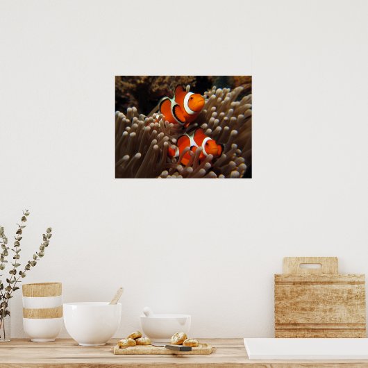 Nemo Clown Fish Print Poster (Küche)