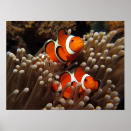 Nemo Clown Fish Print Poster