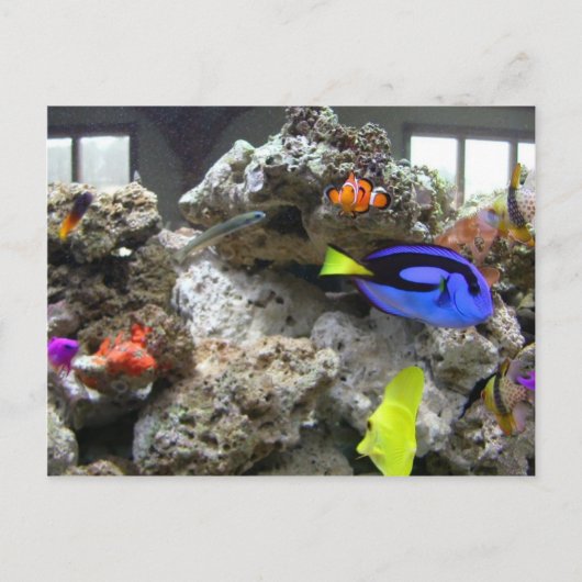 Nemo mit seiner Gang Postkarte (Vorderseite)