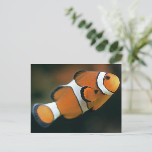 Nemo Postcard Postkarte (Stehend Vorderseite)