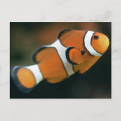 Nemo Postcard Postkarte (Vorderseite)