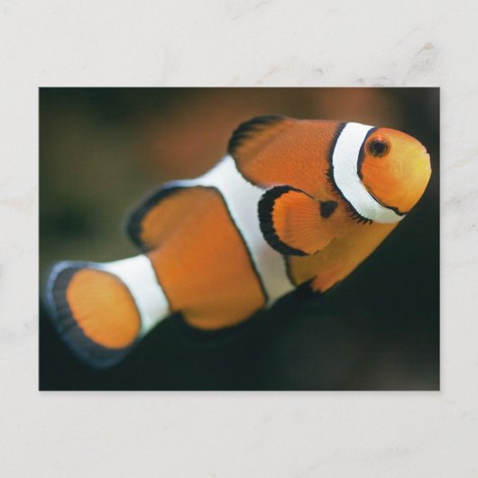 Nemo Postcard Postkarte (Vorderseite)