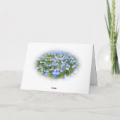 NEMOPHILA(Baby Blue Eyes) Karte (Rückseite)