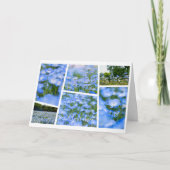 NEMOPHILA（Baby Blue Eyes） Karte (Vorderseite)