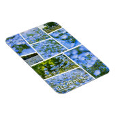 NEMOPHILA (Baby Blue Eyes) Magnet (Rechte Seite)