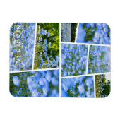 NEMOPHILA (Baby Blue Eyes) Magnet (Horizontal)