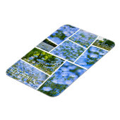 NEMOPHILA (Baby Blue Eyes) Magnet (Linke Seite)