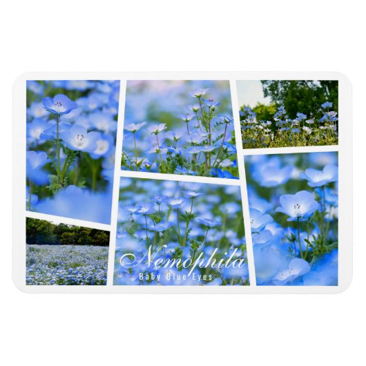 NEMOPHILA (Baby Blue Eyes) Magnet (Horizontal)