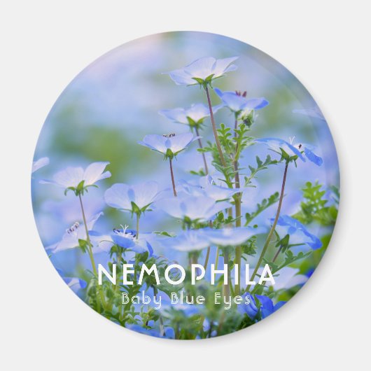 NEMOPHILA (Baby Blue Eyes) Magnet (Vorne)