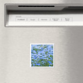 NEMOPHILA (Baby Blue Eyes) Magnet (In Situ (Geschirrspüler))