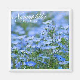 NEMOPHILA (Baby Blue Eyes) Magnet