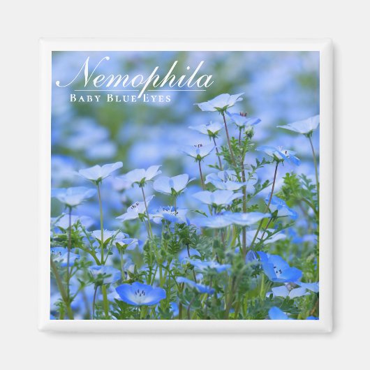 NEMOPHILA (Baby Blue Eyes) Magnet (Vorne)